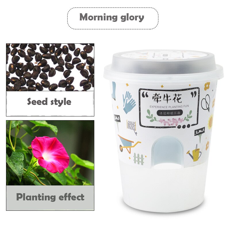 Children's handmade DIY potted plants Little gardener Fruit and vegetable cultivatio educational toys: Morning glory