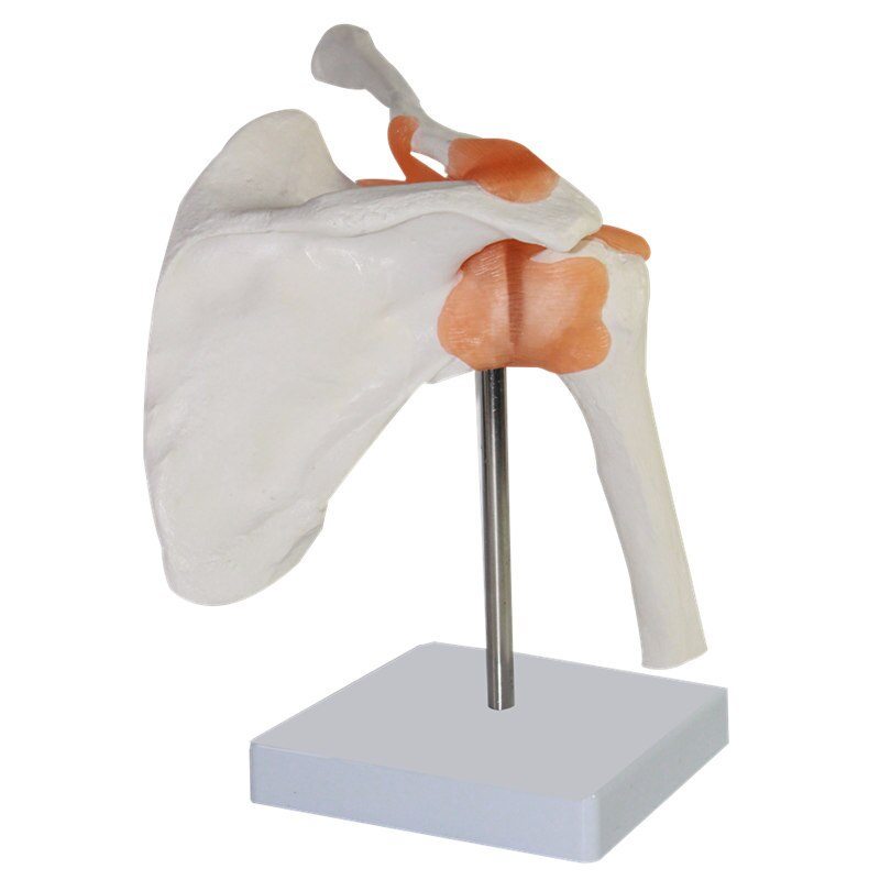 1:1 mänsklig anatomi skelett anatomisk modell i naturlig storlek skalle odontologia axel ben muskel led anatomisk modell med ligament