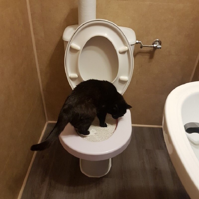 Cat Toilet Training Kit Train Love Clean Cats Use Human Toilet Easy To Learn Litter Lavatory Box