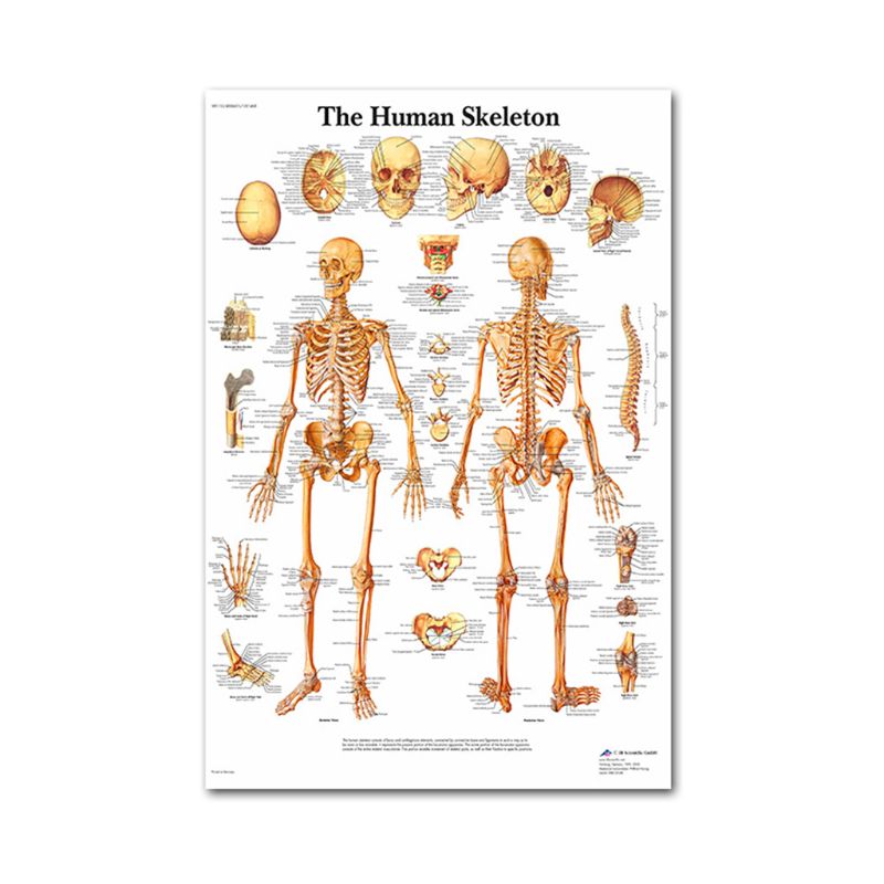 Muscular &amp; Skeletal System Anatomical Poster Set - Human Skeleton &amp; Muscle Anatomy - Single Sided19" x 27"