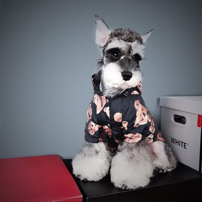 Abrigo impermeable para perros y gatos, gabardina para perros, Bulldog Francés, osito Schnauzer a prueba de viento y resistente a la lluvia, tendencia de