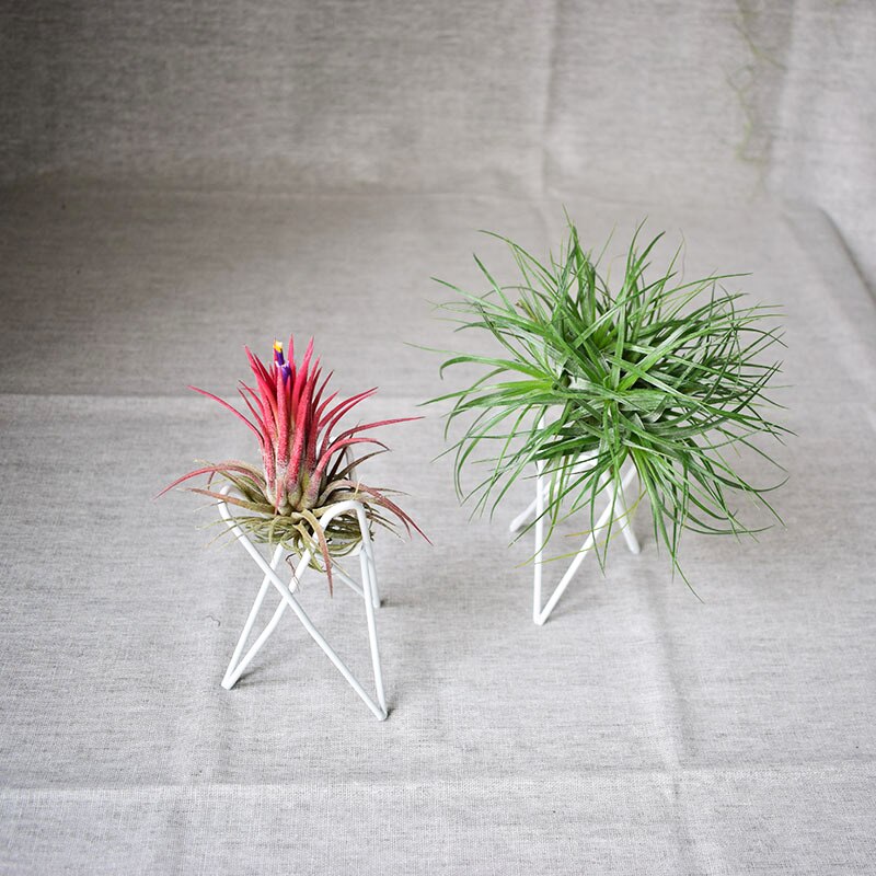 Zwart Wit Geometrische Tillandsia Air Plant Houder Desktop Planten Stand Beugel Nordic Stijl Metalen Rek Home Office Decoratie