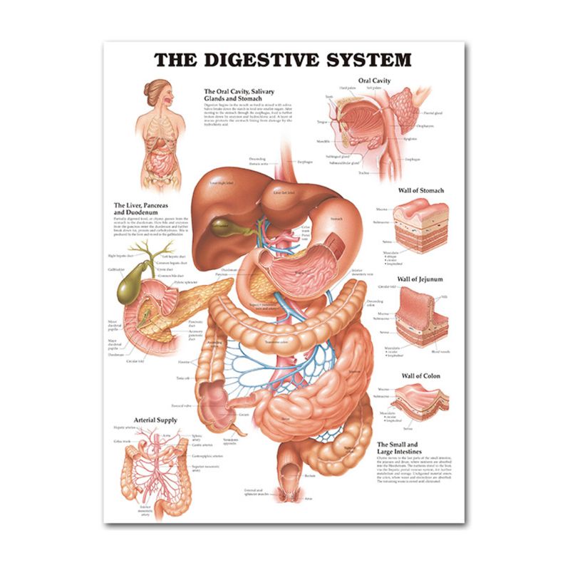 Muscular &amp; Skeletal System Anatomical Poster Set - Human Skeleton &amp; Muscle Anatomy - Single Sided19&quot; x 27&quot;