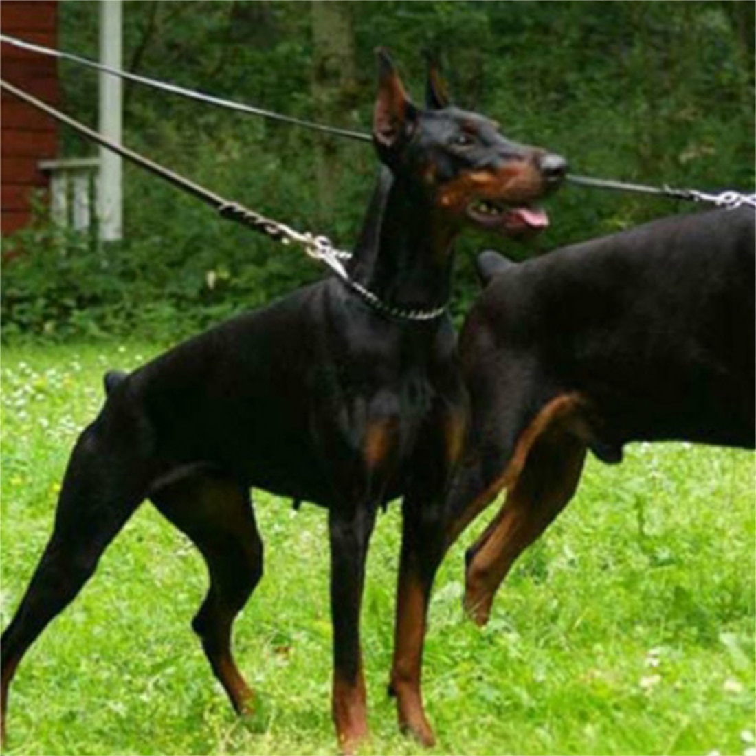 1pc holdbare, flettede hundesnore i læder til gå-træningsledninger til hund schæferhundeprodukter til mellemstore hunde snore
