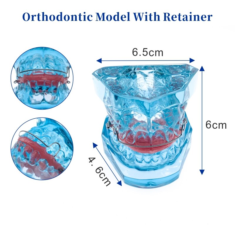 Dental Functional Orthopedic Bionator Removable/Hawley Retainer Teeth Model for dentistry students Teach Study Model: Functional Orthopedi