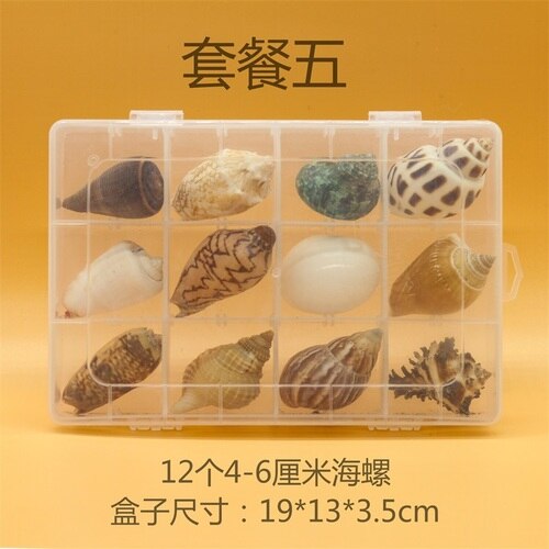 Natuurlijke Schelp Zeester Exemplaren Box Voor Kinderen Voorschoolse Mariene Biologie Populaire Wetenschap Decoratie Ambachten: 5