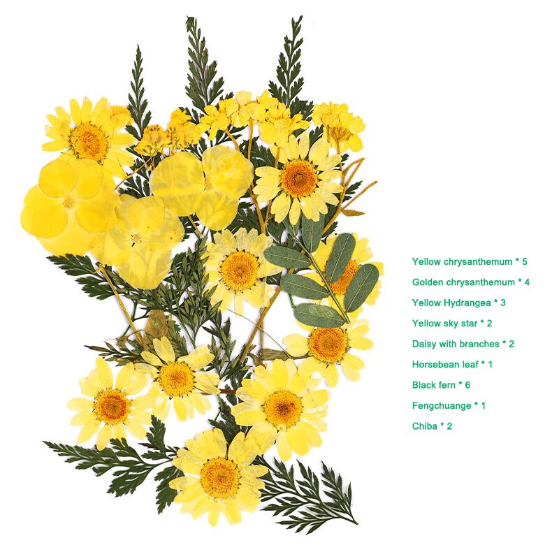 Bra hälsosam pressad blomma blandade torkade blommor gör-det-själv konst blomdekor samling hantverk gör-det-själv: A 5