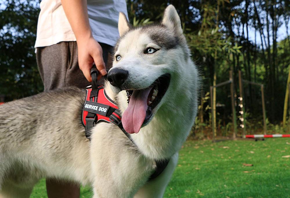 Huisdier Aangelijnd Nylon Zware Hond Huisdier Harnas Kraag Verstelbare Gewatteerde Soft Hondentuigjes Vest voor Small Medium Grote Honden levert