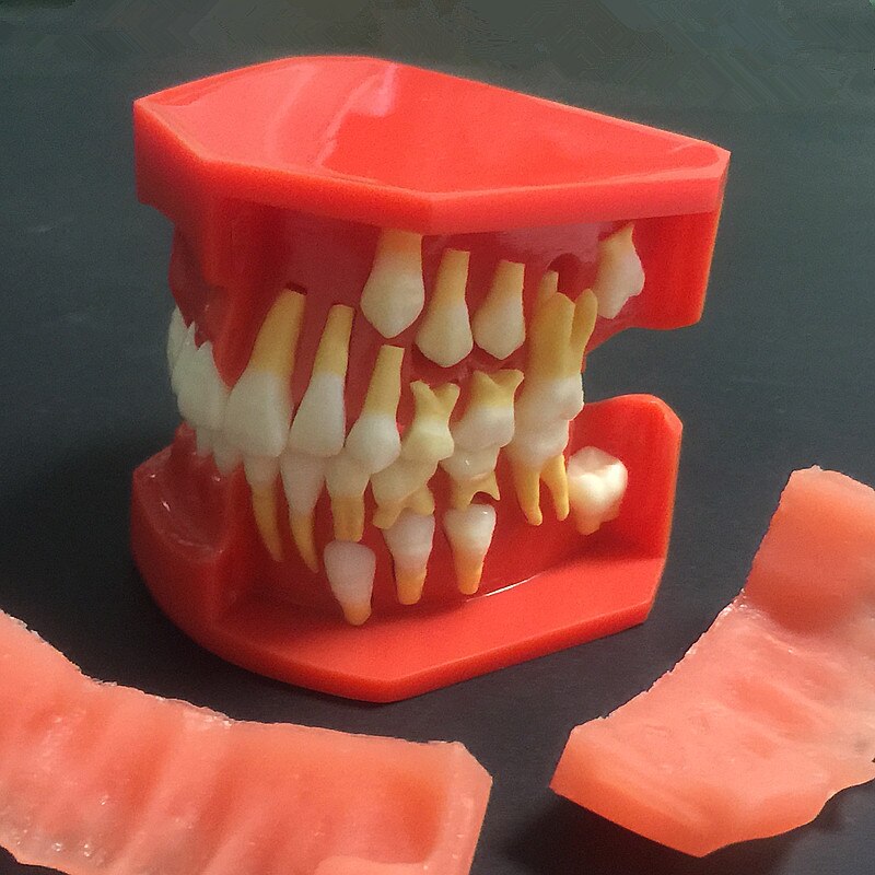 good Dental Tooth Teeth Anatomical Anatomy Model Children Dental Model