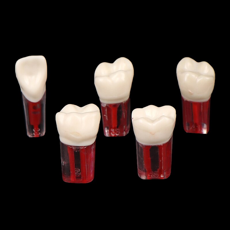 2 uds. De resina endodoncia Dental, modelo de diente Endo, limas de conducto radicular, práctica de pulpa