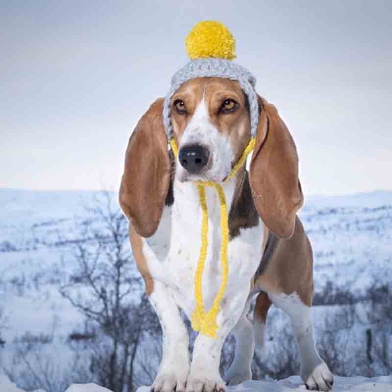 Søt linje ball form kjæledyr katt hund fest kostyme antrekk for bulldog vinter varm hund morsom katt pet lue cap