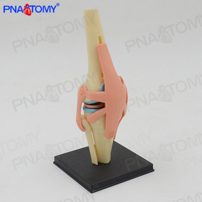 4D MASTER Detachable knee joint model Anatomy bone ligament meniscus knee human intelligence DIY