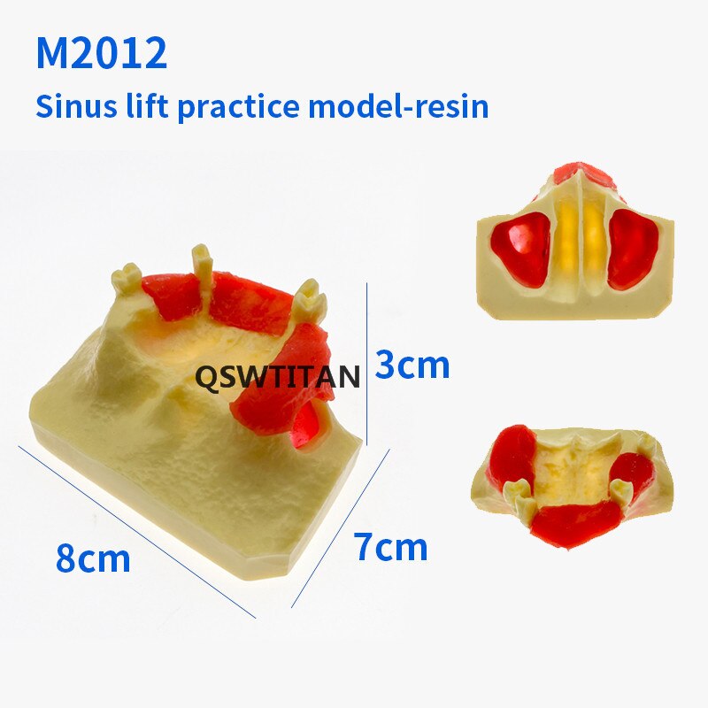 Zahn Sinus Aufzug Praxis Zähne Modell Zahn Lehre Zahn Modell Simulation Modell Typodont Studie Modell: M2012
