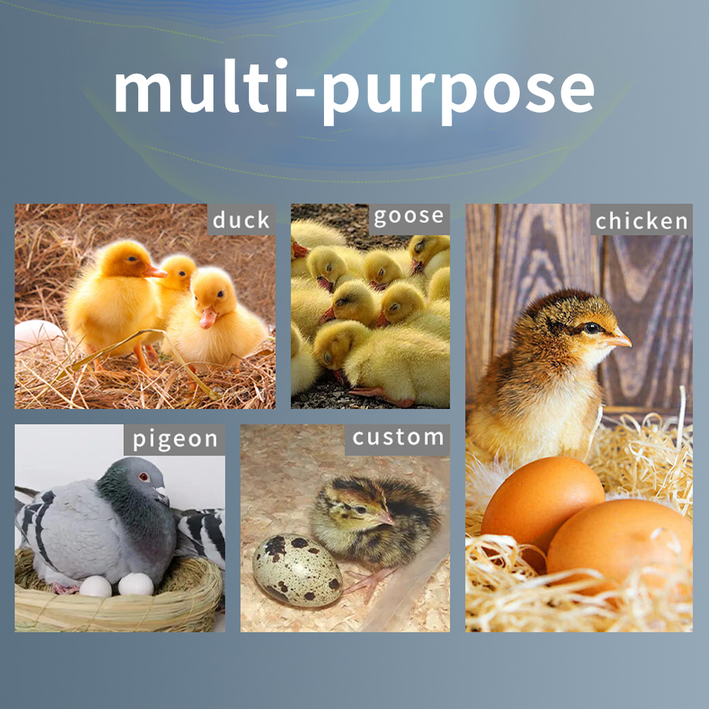 Termostato regolatore per incubatrice Termostato multifunzione completamente automatico per incubatrice per uova Sistema di controllo del riscaldamento Sonda sensore HT-12