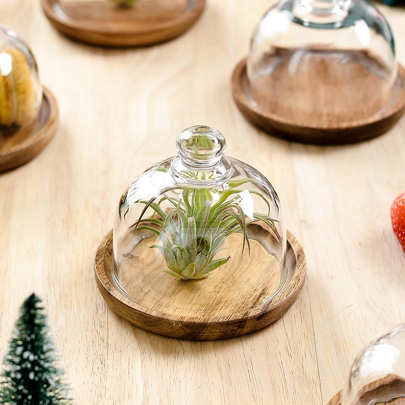 Holz Nachtisch Tablett mit Glas Abdeckung Gerichte und Platten setzt für Mini Obst Brot Kuchen Nette Platte