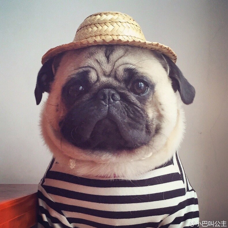 Accessoires de chapeau d'été pour animaux de compagnie, chapeau de paille pour chiens et chats, bouledogue français, carlin, pare-soleil, accessoires pour Photo