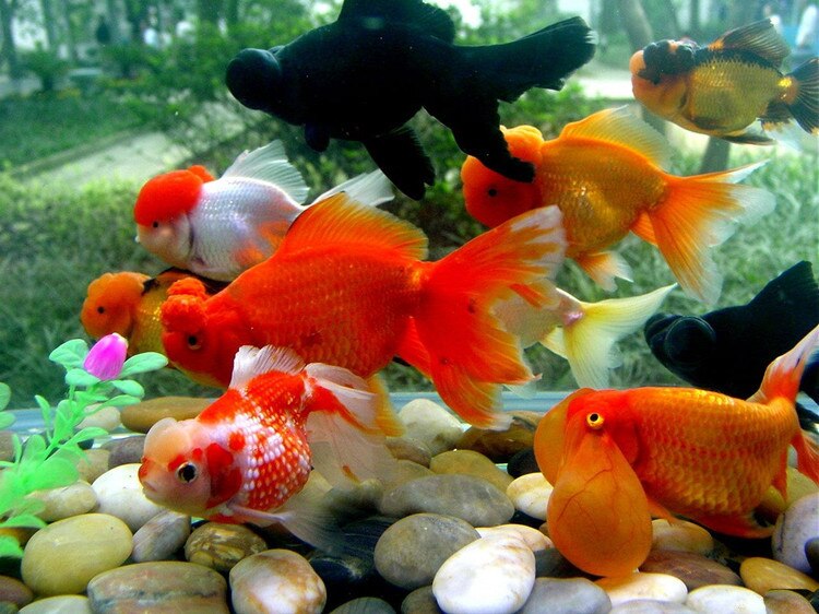 Wyin Check Valve-Regulator Diffuser Reactor Single-Head or Dual-Head Aquarium CO2 Bubble Counter Air Pump Accessories