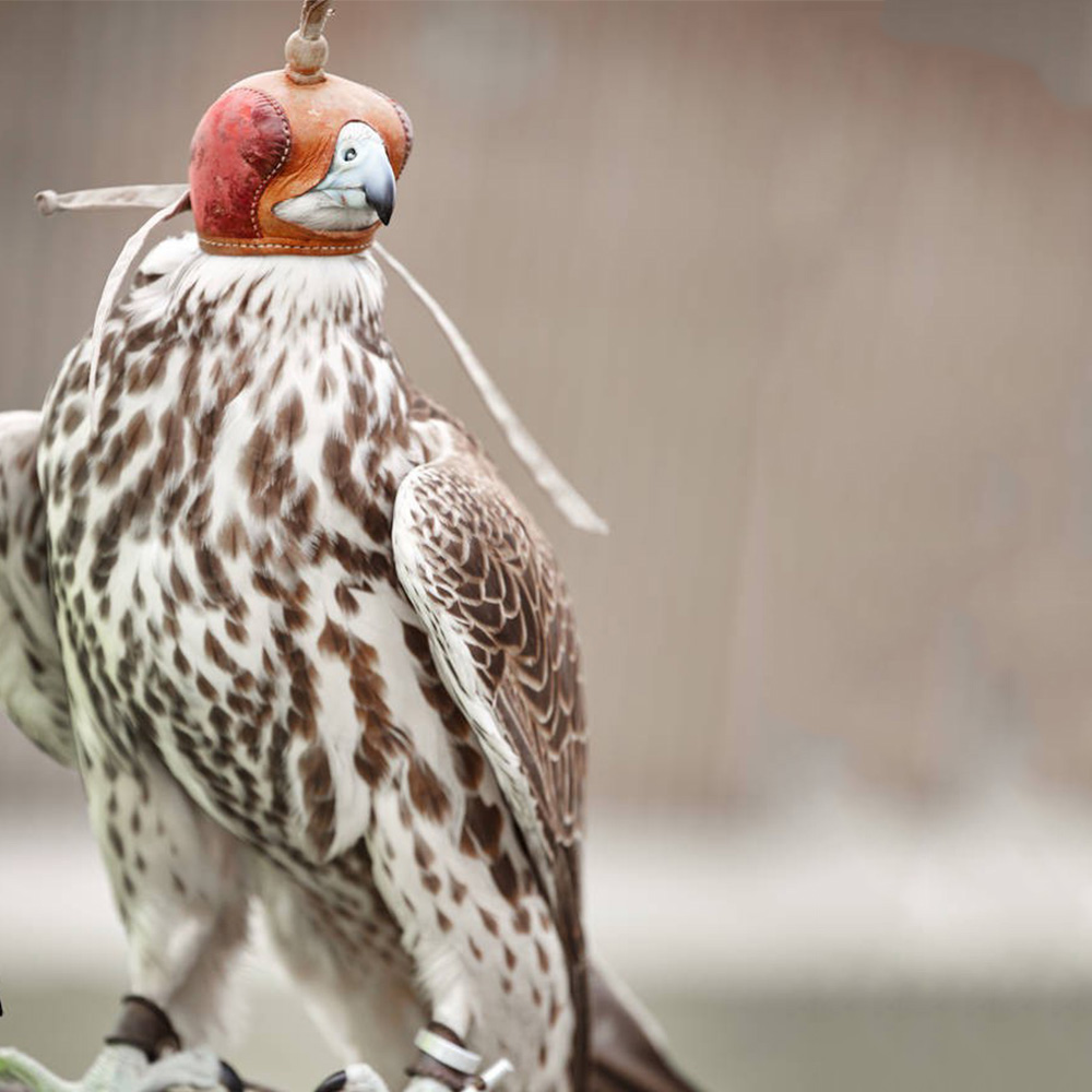 Falconry Eagle Kap Training Hoed Falcon Oogmasker Protector Helm Nisus Accipiter Virgatus Affinis Euraziatische Torenvalk