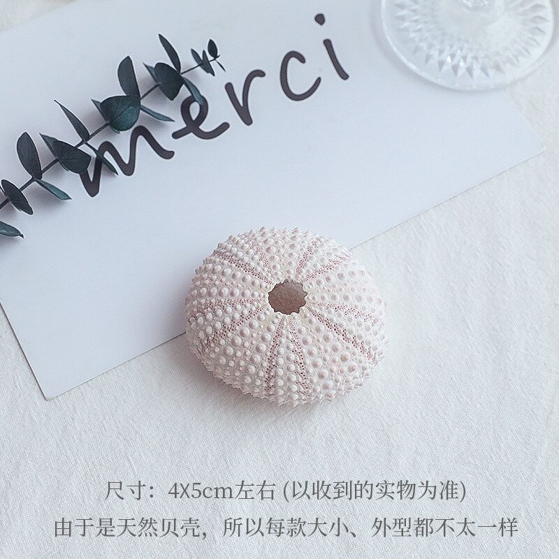 Shell decoration photography accessories photography Retro Props Birthday Party decorations props: AC315