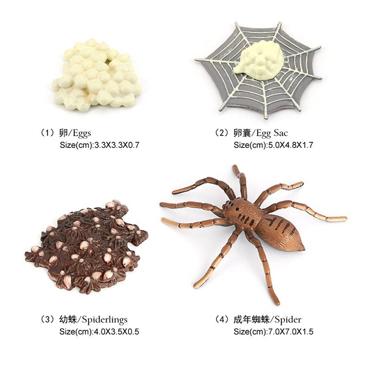 10 Sets Animal Life Growth Cycle Simulation Model Bee Ladybird Spider Bettle Butterfly Biology Nature Learning Toys: Light Yellow