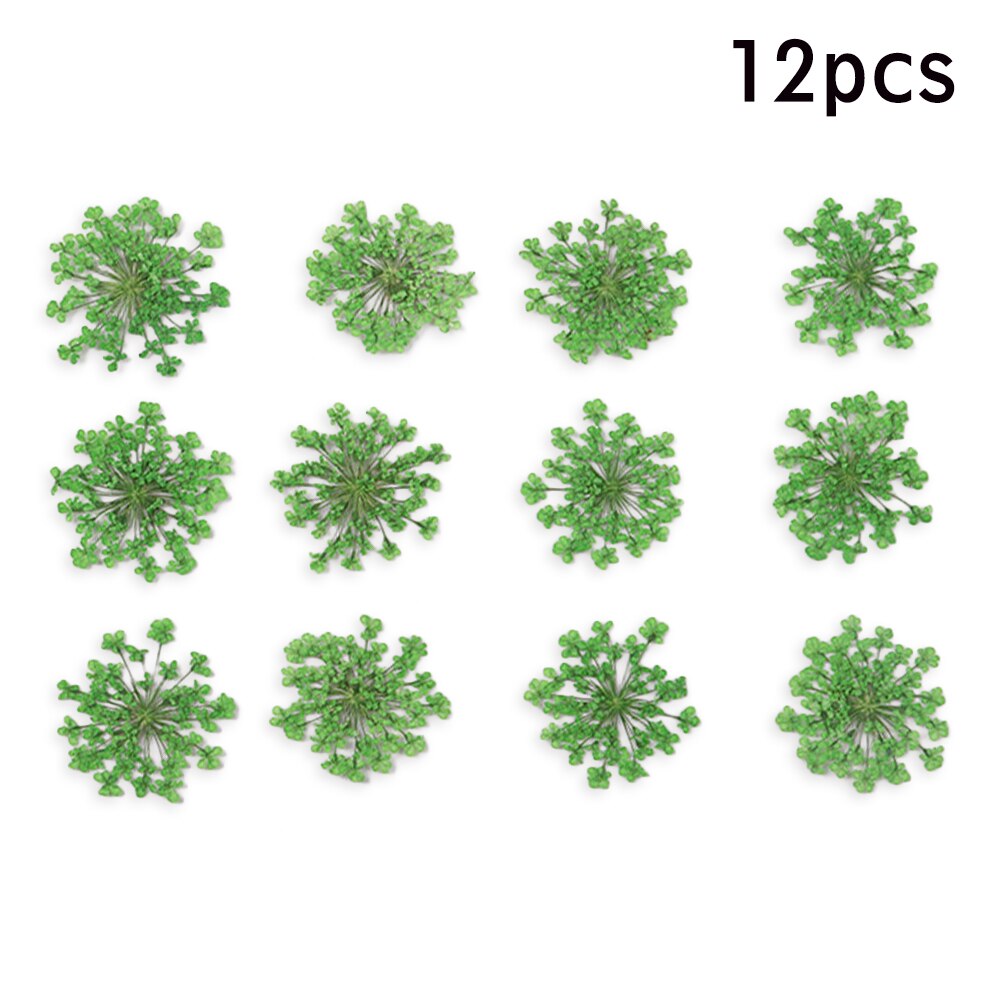 12/30Pcs Pressed Dried Ammi Majus Flower Dry Plants Necklace Jewelry Making Craft DIY Accessories Artificial Flower Decorations: 10