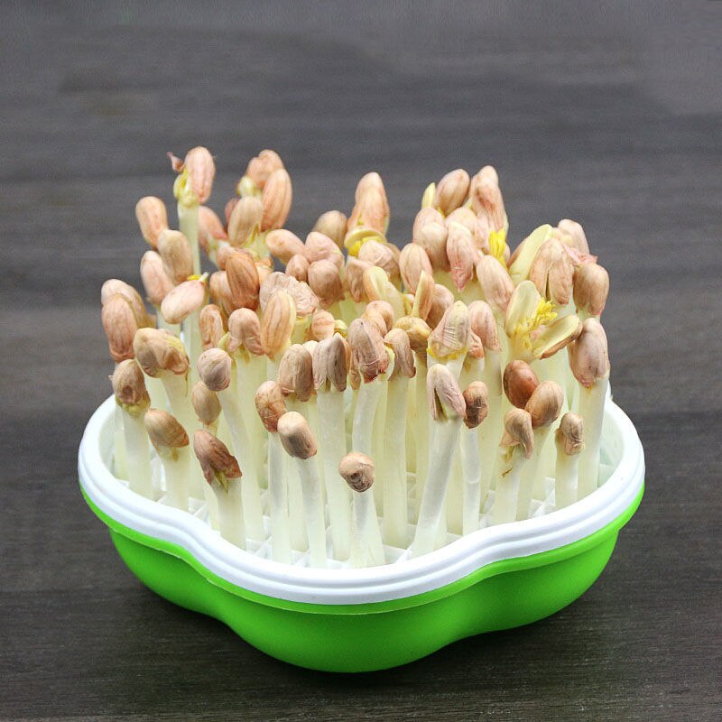 2pz Scatola di Arachidi Germogli di Soia Germogli di Soia Germogli di Soia Piatto di Acqua Coltivazione Piantina Piatto Adatto per il Giardino, Casa, Ufficio
