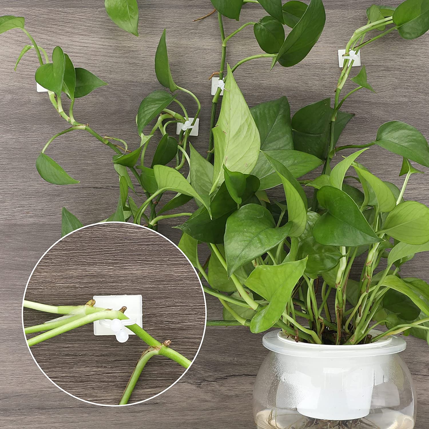 Clips muraux pour plantes grimpantes, crochet à boucle fixe auto-adhésif, pince en rotin, Stent pour plantes, Clips pour vigne grimpante murale pour plantes de jardin