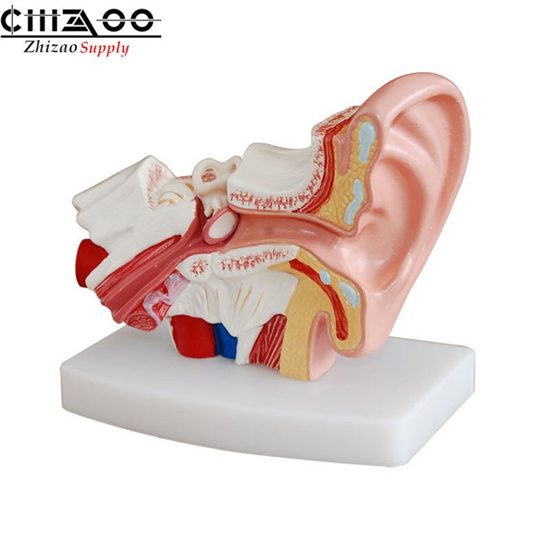 Sirxlevcy 1.5X Menschliches Ohr Anatomie Modell - Professionelles Desktop Innen Ohr Struktur Simulation Modell für die Bildung Sirxlevcy 1.5X Menschliches Ohr Anatomie Modell - Professionelles Desktop Innen Ohr Struktur Simulation Modell für die Bildung