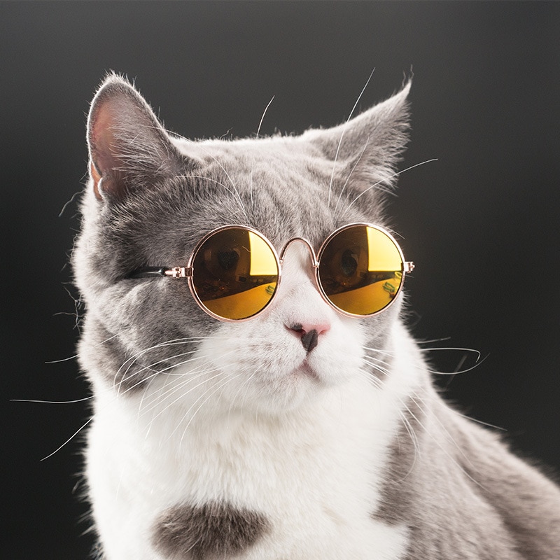 2 st stil katt solglasögon sommar hundar katter glasögon katt trimning glasögon skydd valp katter glasögon husdjur tillbehör