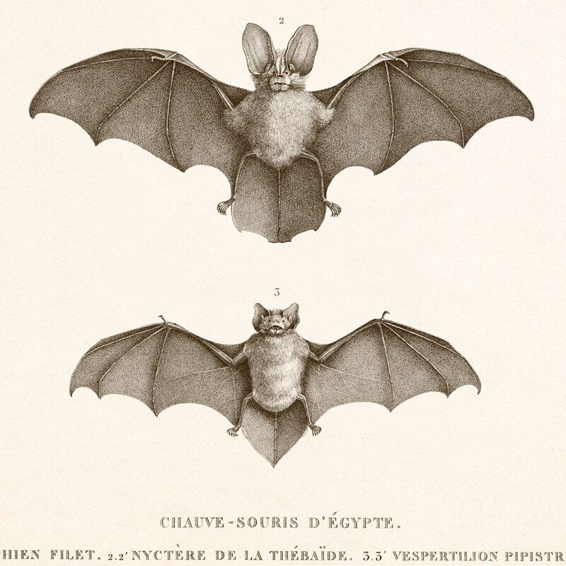 Vintage fladdermustryck halloween målning antik fladdermus djur affisch väggbild heminredning kraftpapper affisch