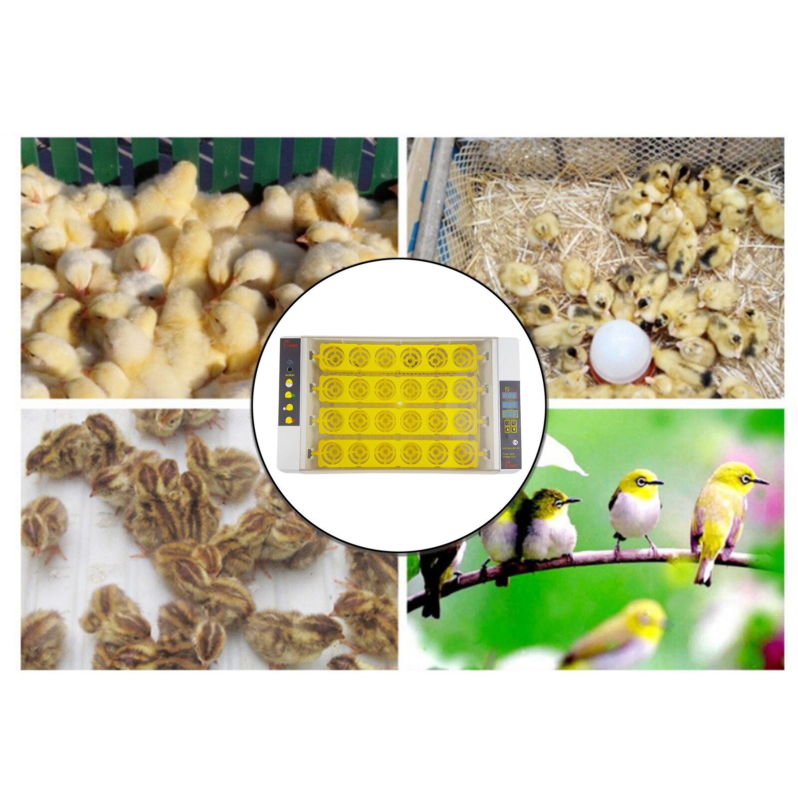 Digital Egg Incubator Hatcher w Temperature Control Automatic Turning 24Eggs