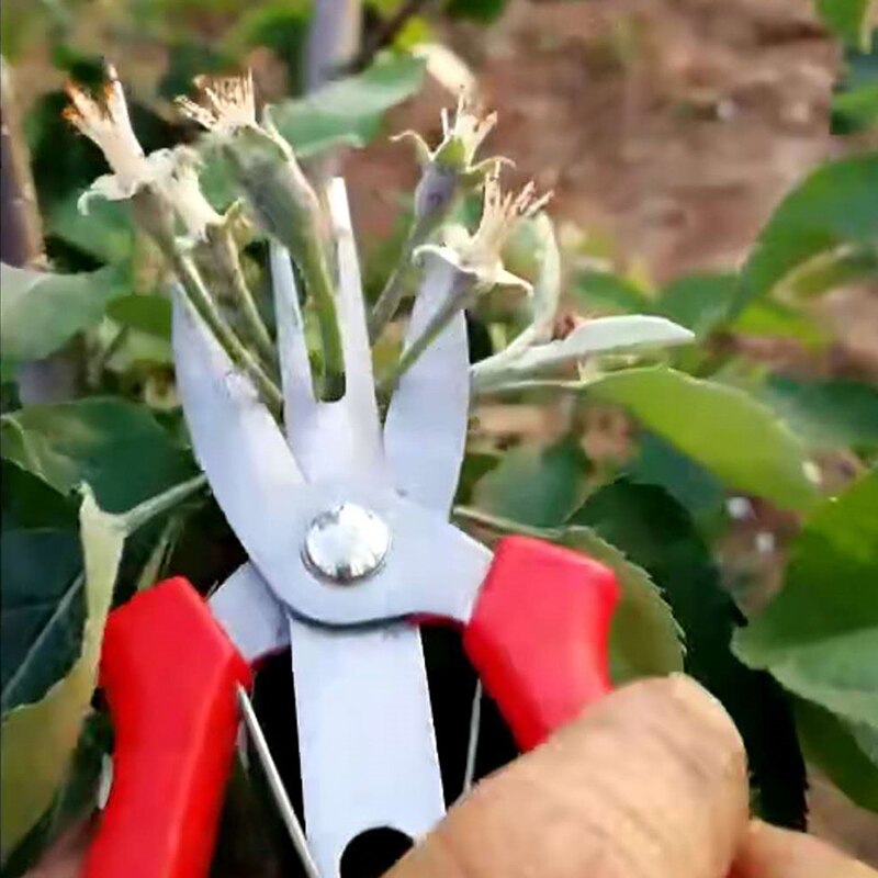 Ciseaux à fruits à Double tranchant en acier inoxydable, outils à main portables pour le jardinage