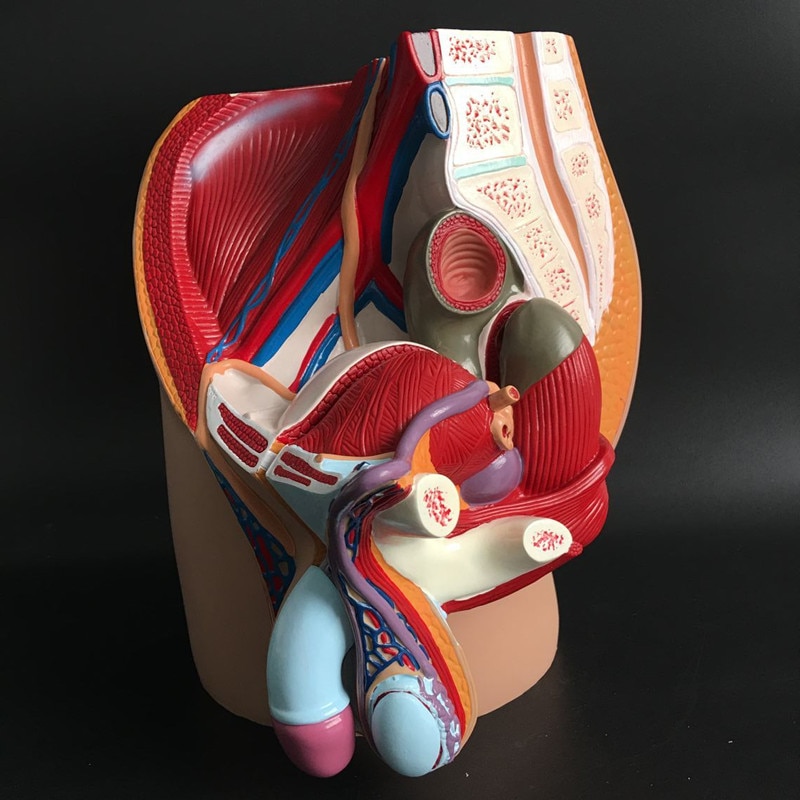 Mannelijke Genitale Systeem Mannelijke Genitale Anatomie Model Mannelijke Bekken Sagittale Sectie Mannelijke Urogenitaal Systeem Model
