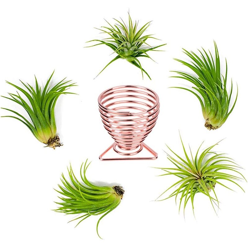 Air Plant Overhead Planting Stand Flower Pot Plant Display Rack, Live Tropical Plants, 4 Pieces, Rose Gold
