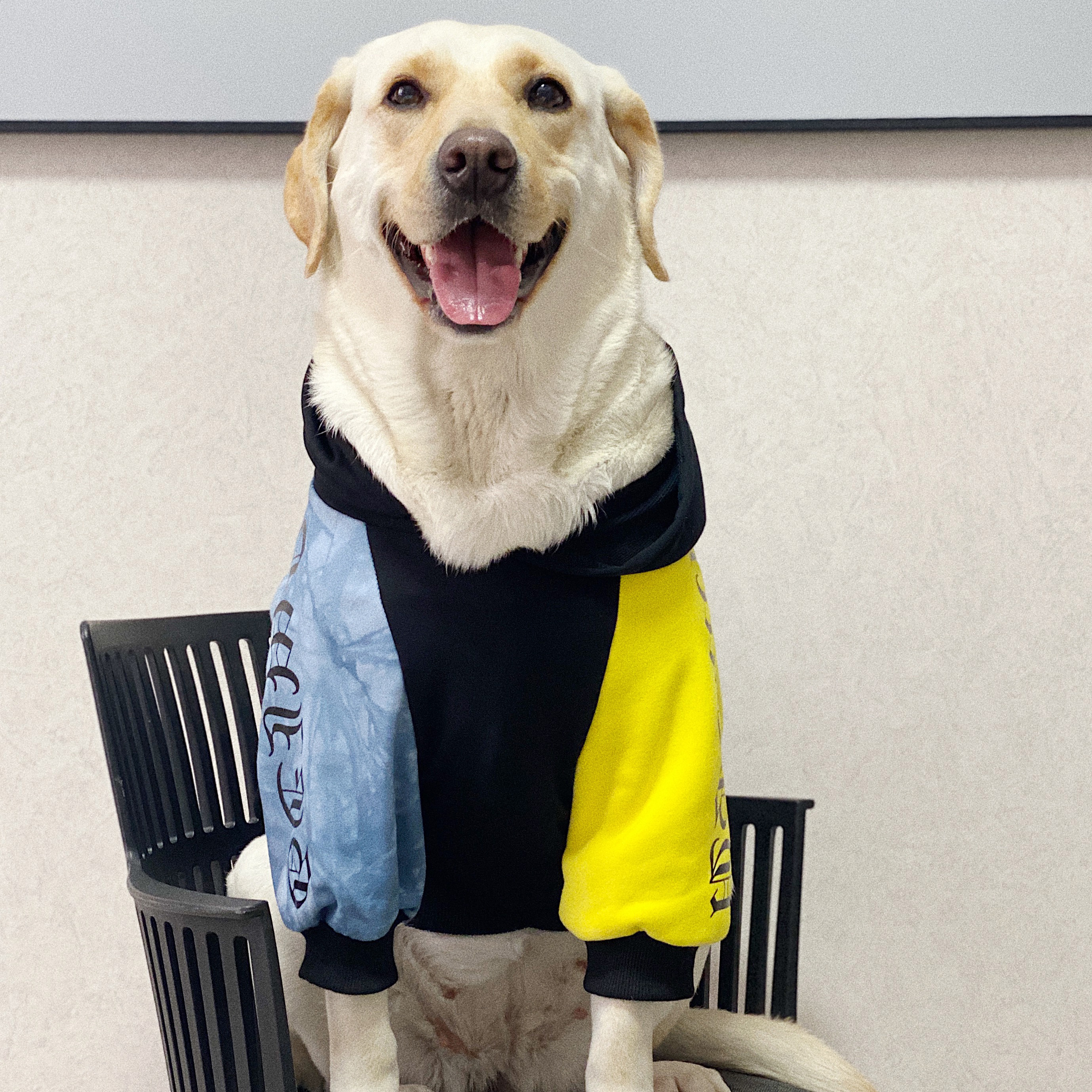Grote Hond Kleding En Najaar Dunne Hond Sweatshirt Golden Retriever Labrador Hond Kleding Hond Accessoires Hond Levert