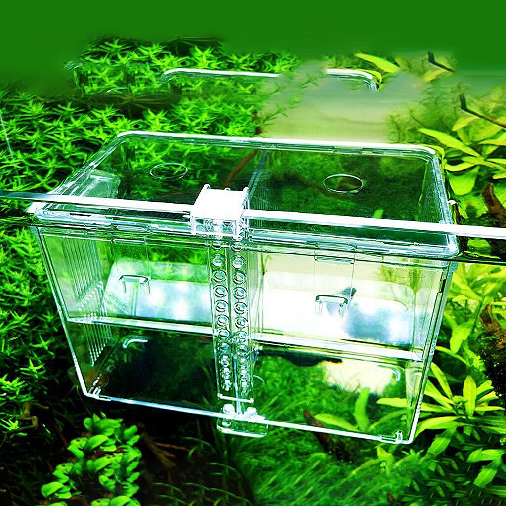 Fishes Tank on Breeder Aquarium Hatchery Fishes Breeding Isolation Box