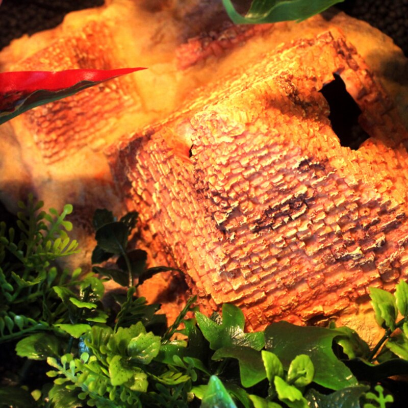 Reptiel Doos Hagedis Doos Spider Schorpioen Doos Landschapsarchitectuur Dinosaurus Voorkomen Cave Snake Tropische Woestijn Decoratie Landscaping