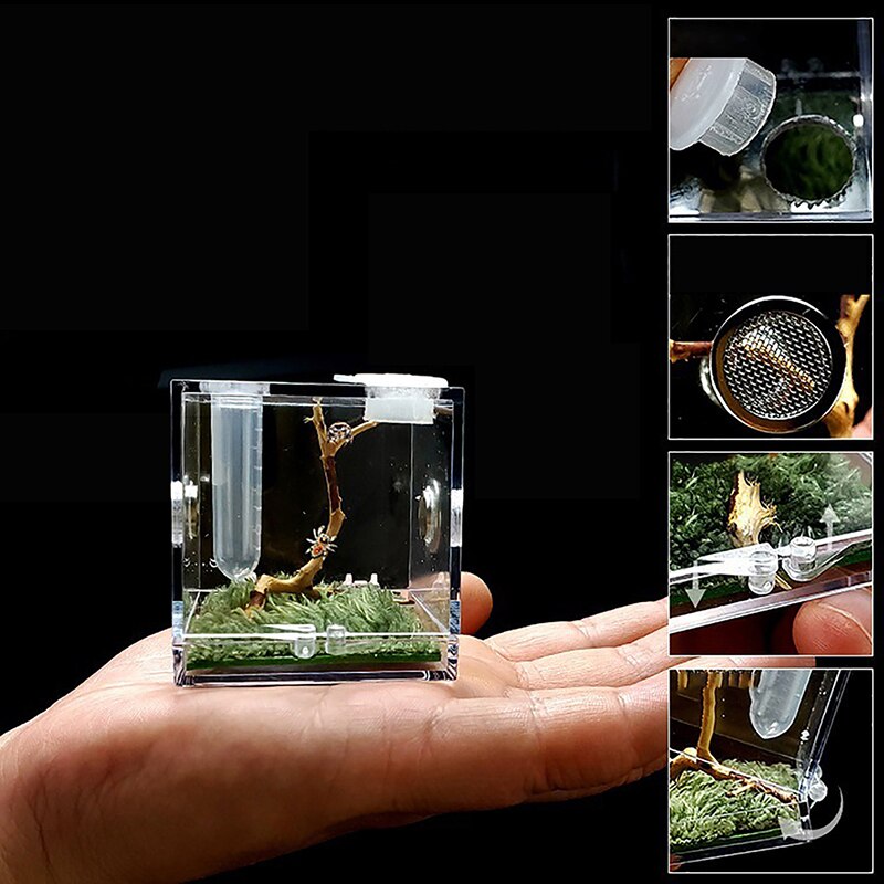 Black Widow Spider Small Insect Breathable Terrarium Transparent Reptile Breeding Box Assembled Eco Box