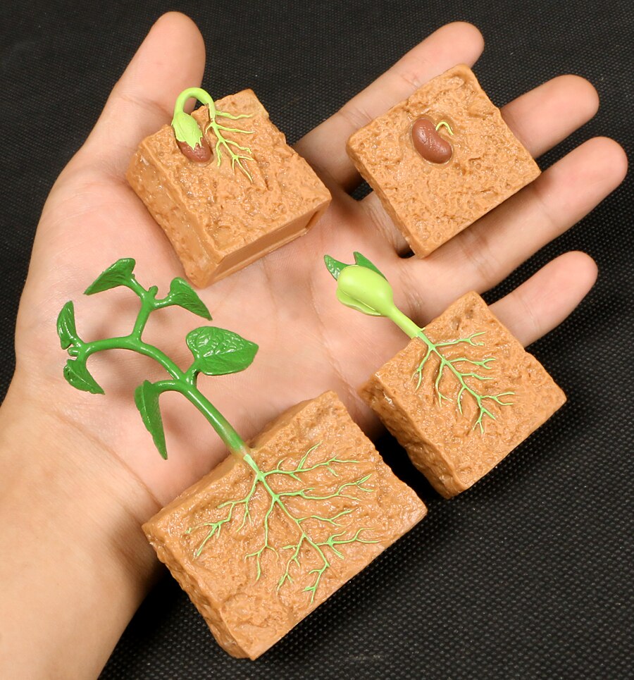 Butterfly Growth Cycle Bee Ladybug Spider Life Cycle Models Simulation Animal Model Action Figures Teaching Material For Kid: Green Bean 4pcs