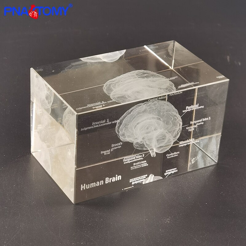 Squelette en cristal, humain, , dents, cœur, poumons, avec Instruction, modèle Transparent, démonstration médicale, anatomie