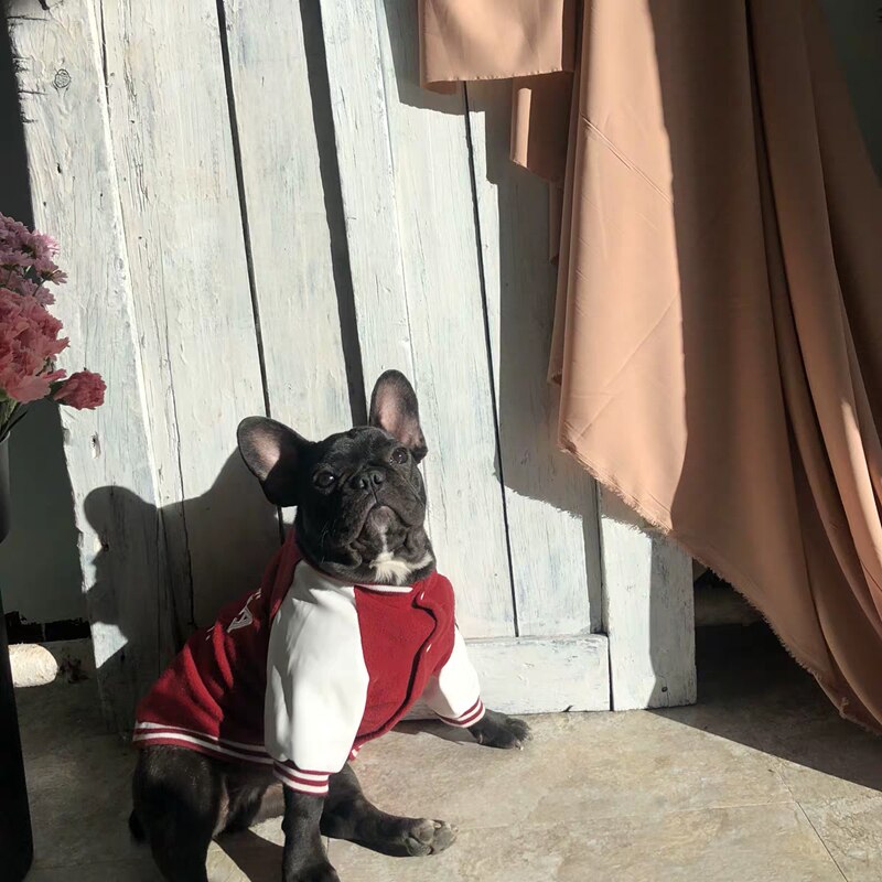 Korea Uni Dog Sweater, Yonsei Uni Dog Vest, French Bulldog Vest, English Bulldog Vest, Dog Clothes