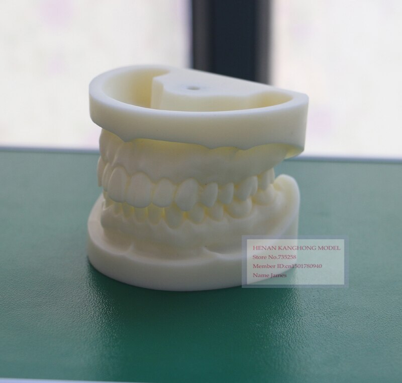 Wit korund tand model, Tand systeem voor praktijk model, Tand model, Dental model