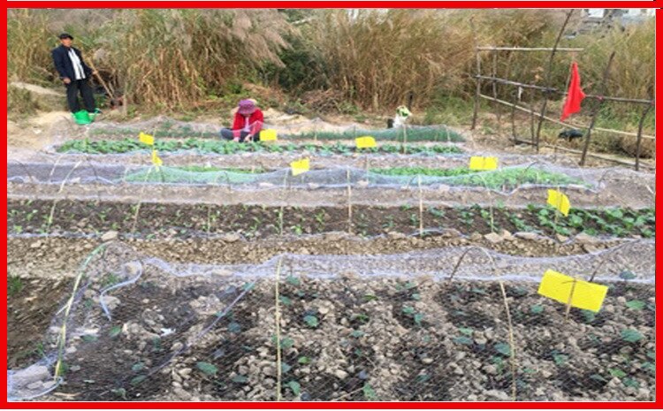 5m frugtplantage fuglsikker netto havebrug hvidt nylonnet jordbær druebeskyttelsesnet