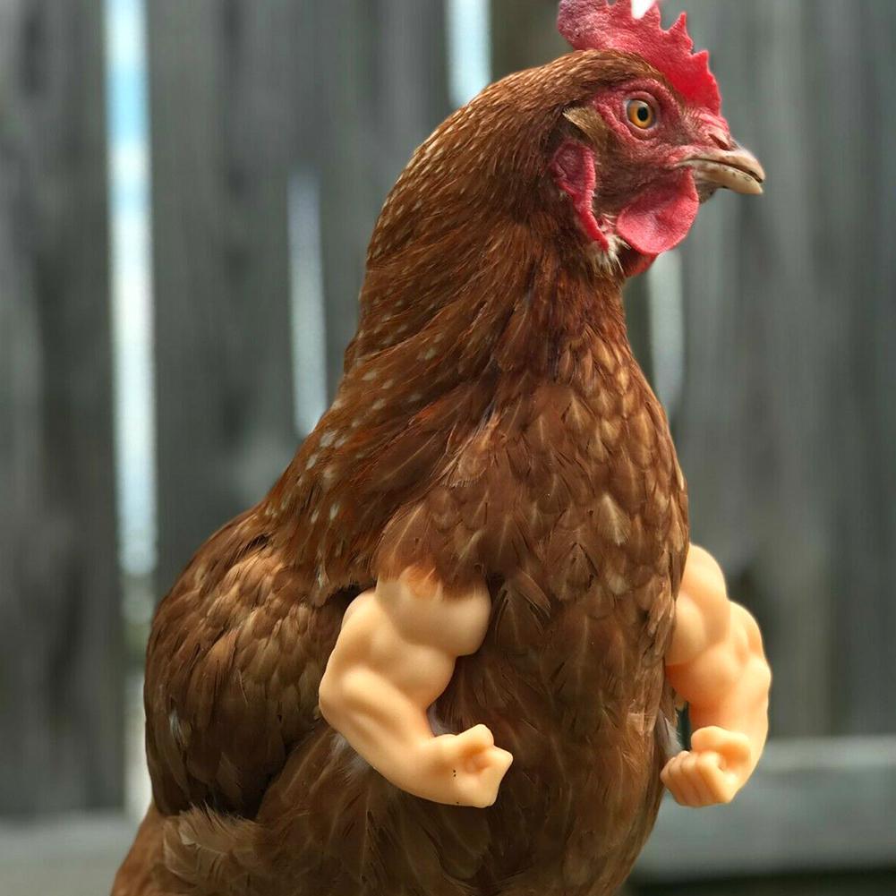 Bras de poulet solides pour le poulet, pour porter des costumes, jouets de décoration, produits amusants pour animaux de compagnie