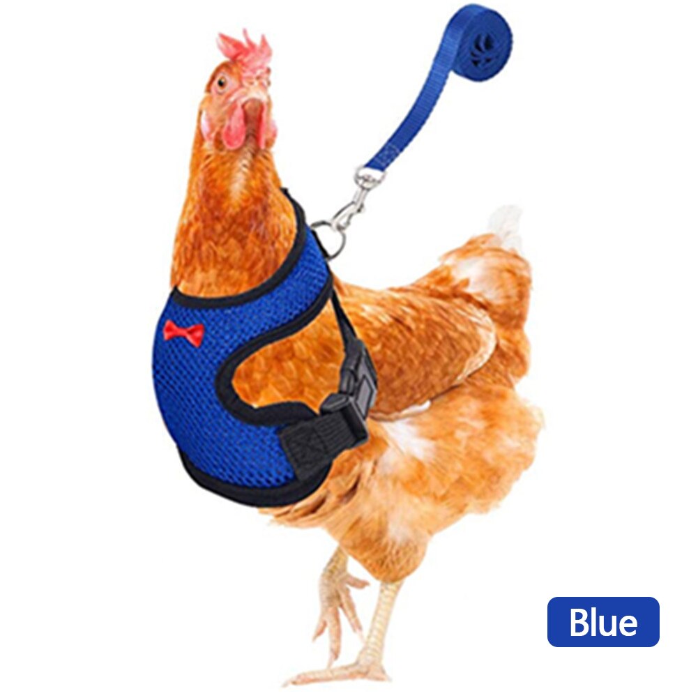 Breathable Mesh Chicken Duck Vest Leashes Poultry Hen Pet Harness With Matching Training for Walking Duck Goose Hen Rooster: Blue-M