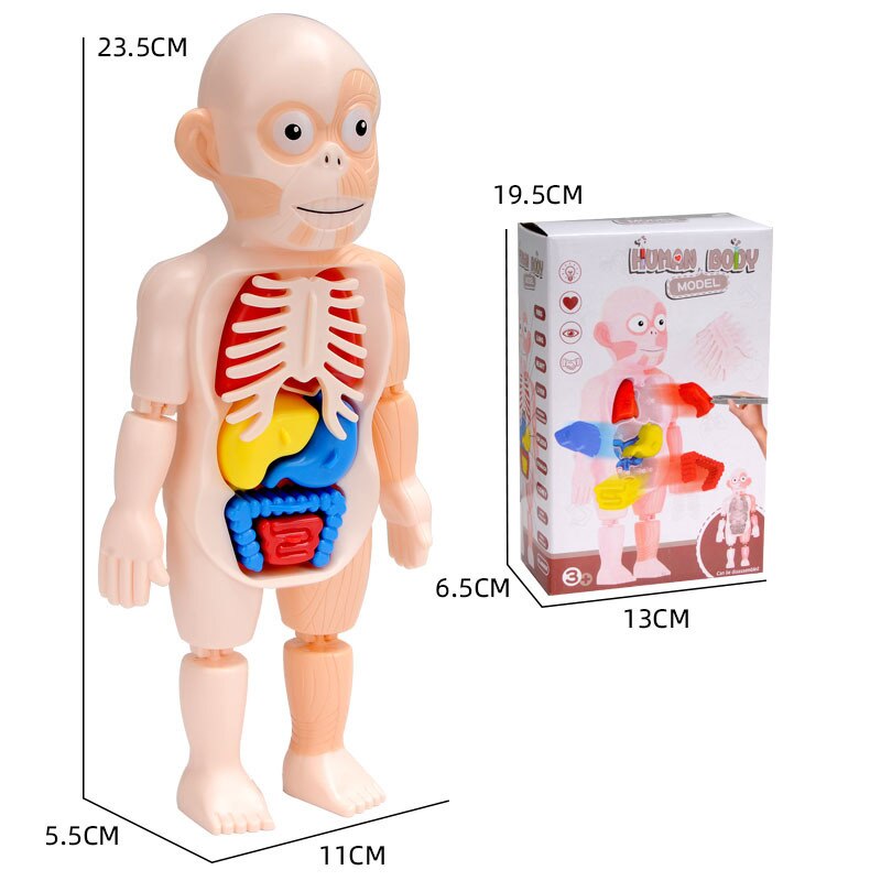 Menschlichen Torso Körper Modell 3D Puzzle Menschlichen Anatomie Modell Abnehmbare Orgel Puzzle Intellektuelle Spiel Spielzeug Art Pädagogisches Zubehör: Ursprünglich Titel