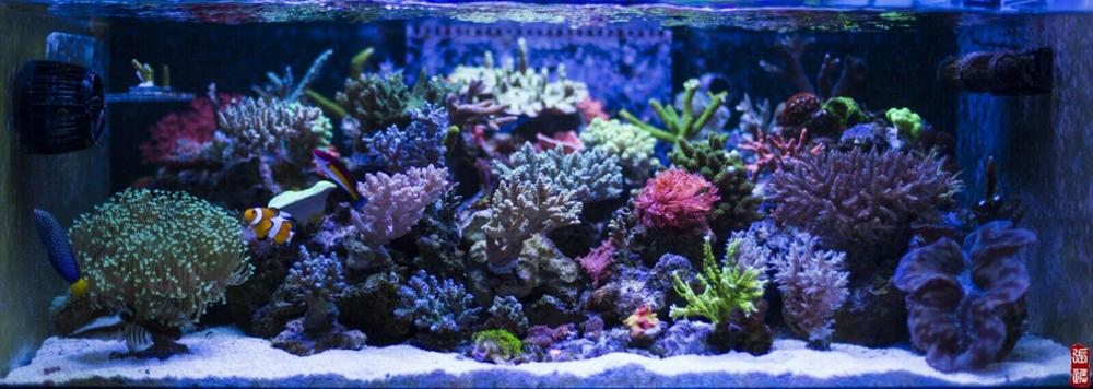 Bombillas de HQI de doble punta, Bombilla de haluro metálico, 150w, 6500k, 10000k, 14000k, 20000k, para plantas, arrecife, acuario, peces marinos, tabk, 4 Uds.