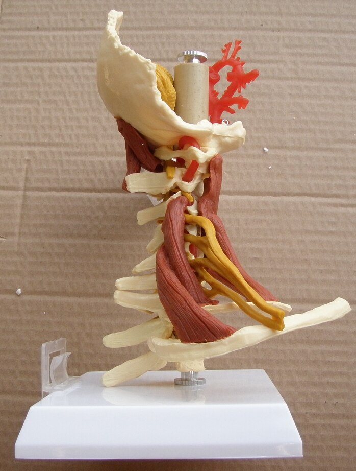 1:1 livstørrelse cervikal hvirvler cervikal og vertebral krop cervikal rygsøjle menneskelig anatomi rygmarv cervical vertebrae sketelon