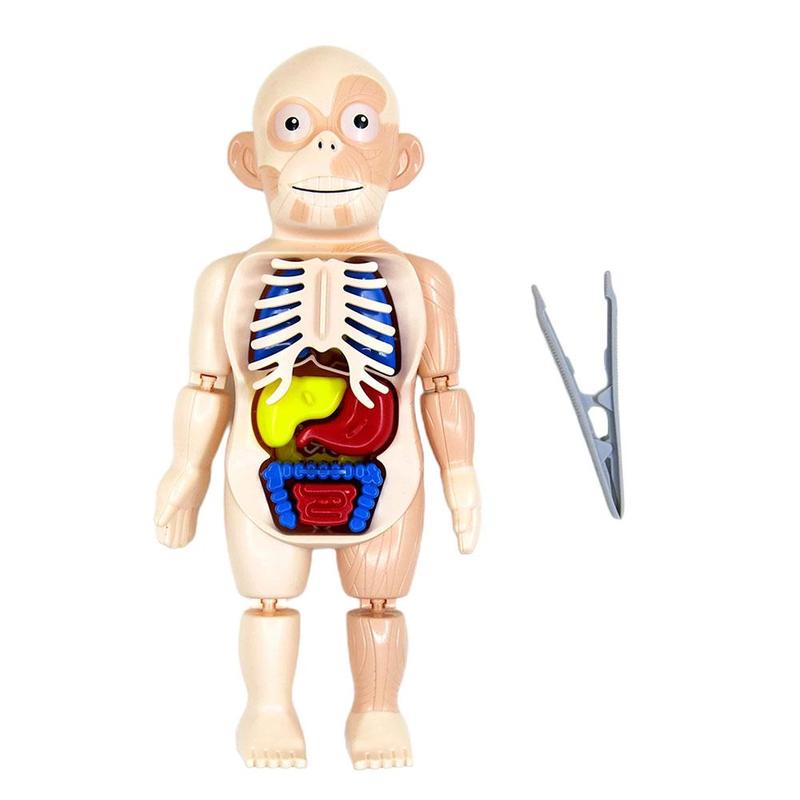 3D Menselijk Lichaam W/Organen Anatomie Educatief Diy Speelgoed Game Gereedschap Scary Demonstratie Voor Kinderen Onderwijs J9W5: Default Title