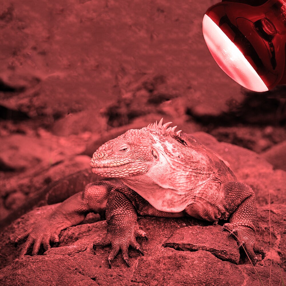 Reptil lampe mini pet opvarmning lampe  e27 uv dag nat padde skildpadde slange lampe varme reptil pære lys 25/50/100w ac220-230v